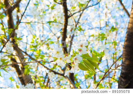 Sakura along the Kurome River in Saitama Prefecture Sakura along the Kurome River in Saitama Prefecture 89105078