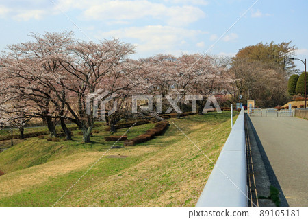 Cherry blossoms at Shijushida Dam Cherry blossoms at Shijushida Dam 89105181