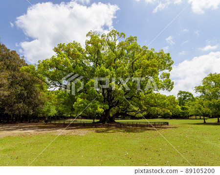Okusu standing in the meadow 89105200