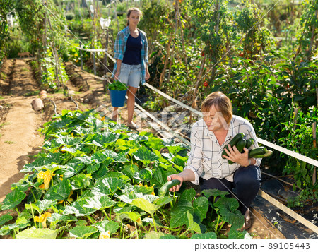 Mature woman picking squash at homestead 89105443