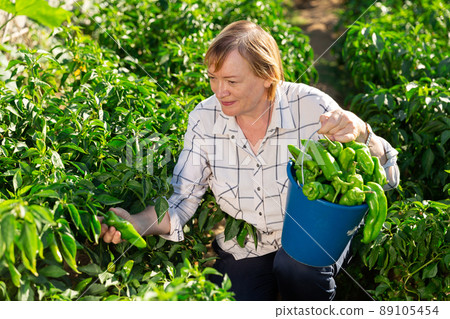 Portrait of mature woman with harvest of bell peppers on the field 89105454