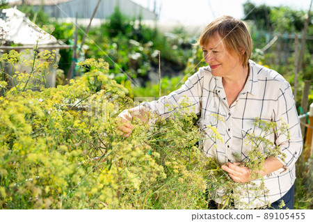 Positive mature woman picking dill in garden Positive mature woman picking dill in garden 89105455