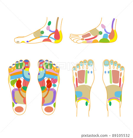 鞋底、腳背和側面反射區域的彩色插圖集 89105532