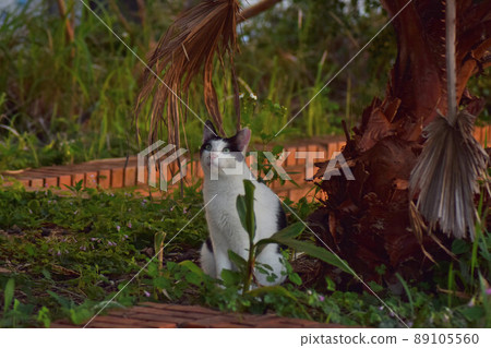 A cat staring at something 89105560