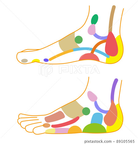 足側反射區和足部穴位圖解 89105565