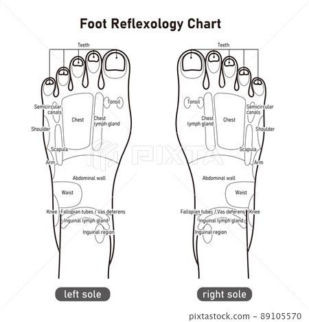 Monochrome illustration of the instep reflex zone / foot acupoint (English version) Monochrome illustration of the instep reflex zone / foot acupoint (English version) 89105570