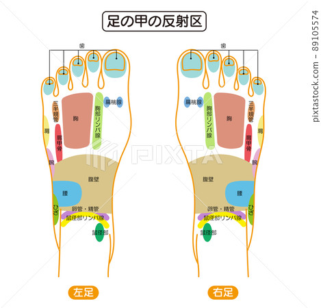 腳背反射區和穴位圖解 89105574
