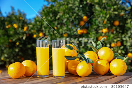 Glass jug and glasses with fresh orange juice on wooden table with oranges in an outdoor setting during summer Glass jug and glasses with fresh orange juice on wooden table with oranges in an outdoor setting during summer 89105647