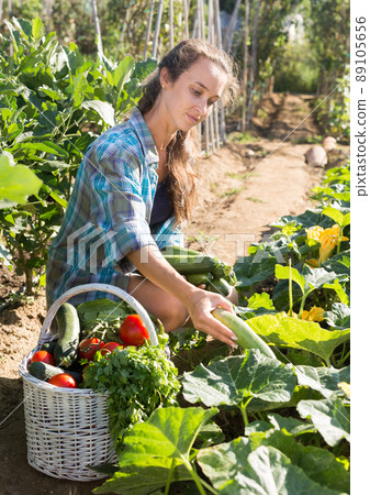 Positive woman with harvest of cucumbers on the field 89105656