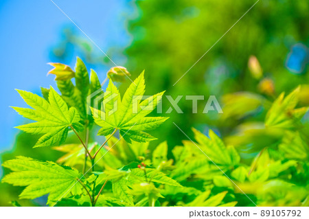 Young leaves of maple Young leaves of maple 89105792