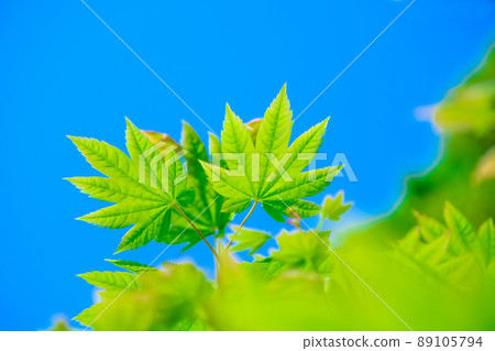 Young leaves of maple 89105794