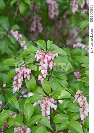 樹：Acetobiaceae 89105893