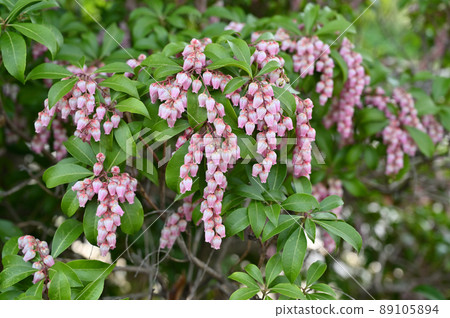 樹：Acetobiaceae 89105894