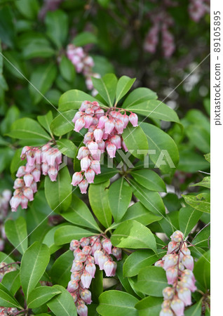 Tree: Acetobiaceae 89105895