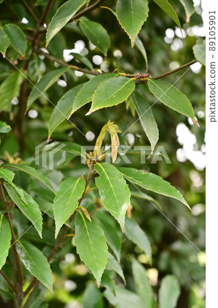 樹：Arakashi山毛櫸家庭 89105901