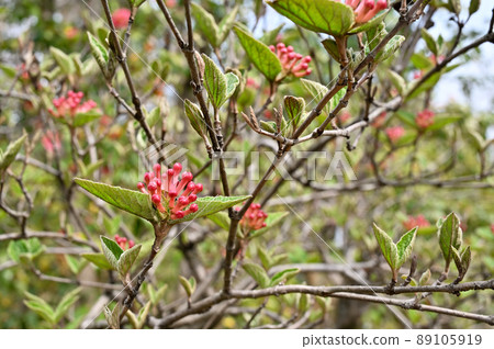樹:Arrowwood,Moschatel 家族 樹:Arrowwood,Moschatel 家族 89105919