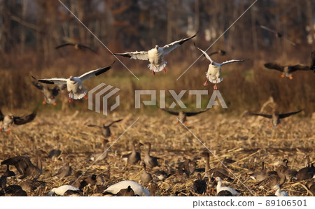 Snow goose to land Snow goose to land 89106501