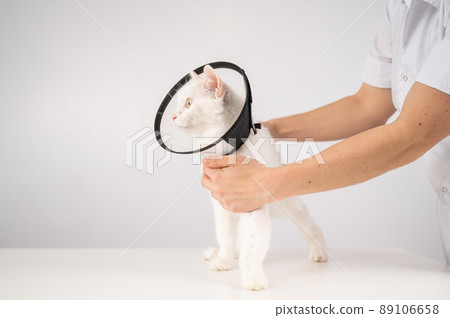 The veterinarian put a plastic cone collar on the cat after the surgery. 89106658