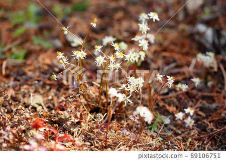 Seri bauren花 89106751
