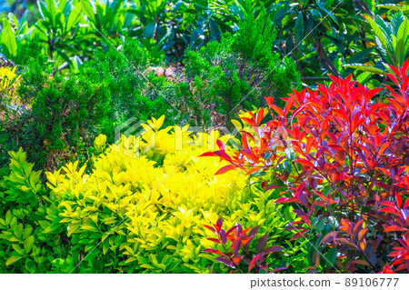 金色 masaki 和日本石楠樹籬 金色 masaki 和日本石楠樹籬 89106777