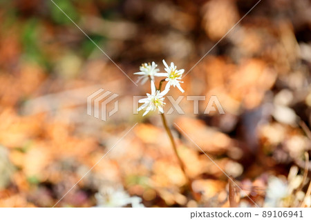 Seri bauren flowers Seri bauren flowers 89106941