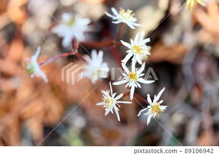 Seri bauren flowers Seri bauren flowers 89106942