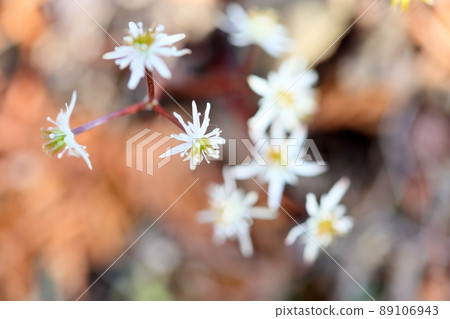 Seri bauren flowers 89106943