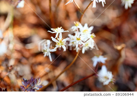 Seri bauren花 Seri bauren花 89106944
