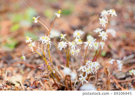 Seri bauren flowers 89106945