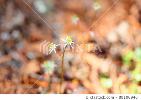 Seri bauren花 Seri bauren花 89106946