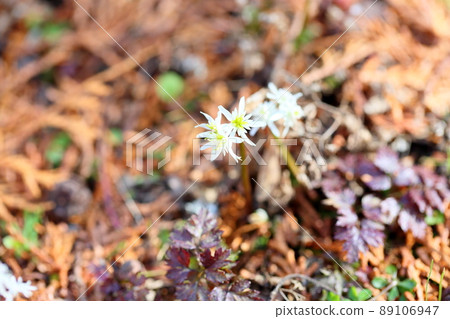 Seri bauren flowers Seri bauren flowers 89106947
