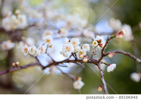 Weeping plum blossoms 89106948