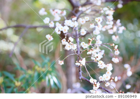 Weeping plum blossoms Weeping plum blossoms 89106949