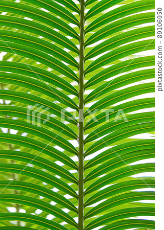 Striped of palm leaf, Abstract tropical green texture background, Vintage tone 89106950