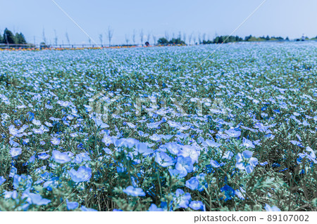 Nemophila blooming like a blue carpet 89107002