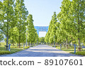 A green tree-lined road spreading in the blue sky for synthesis with the focus in the foreground 89107601