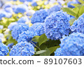 Blooming hydrangea 89107603