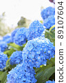 Blooming hydrangea 89107604