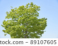 A fresh green tree that shines in the blue sky 89107605