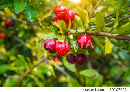 Fresh organic acerola cherries Thai fruit or... - Stock Photo [89107612] -  PIXTA