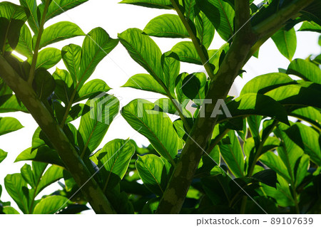 Green leaves of konjac. Leaf leaves of amorphophallus konjac also known as devil's tongue from japan. Green leaves of konjac. Leaf leaves of amorphophallus konjac also known as devil's tongue from japan. 89107639