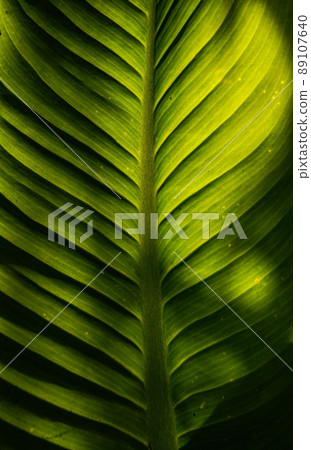 Green Leaf Texture background with light behind. Textured green leaf background with light behind. 89107640