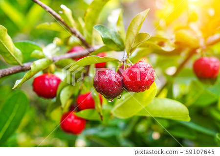 Fresh organic acerola cherries Thai fruit or acerola cherry on a tree with water droplets. 89107645