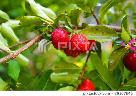 Fresh organic acerola cherries Thai fruit or acerola cherry on a tree with water droplets. 89107646