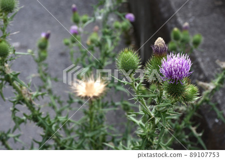 The flowers of Spear Thistle, which has hard and sharp thorns, are very beautiful, but they have strong fertility and are exotic species that prevent damage to the ecosystem. The flowers of Spear Thistle, which has hard and sharp thorns, are very beautiful, but they have strong fertility and are exotic species that prevent damage to the ecosystem. 89107753