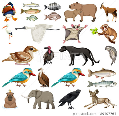 Different kinds of animals collection Different kinds of animals collection 89107761