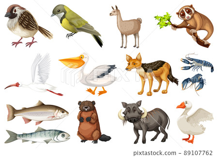 Different kinds of animals collection Different kinds of animals collection 89107762
