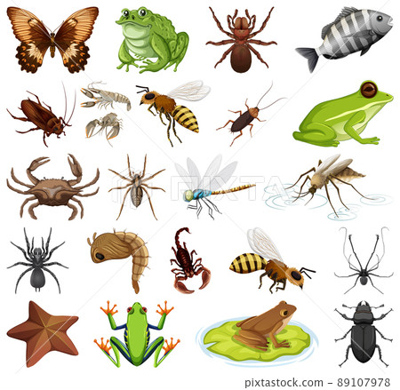 Different kinds of insects and animals on white background Different kinds of insects and animals on white background 89107978