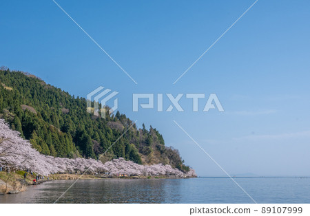 << Takashima City, Shiga Prefecture >> Cherry blossoms in Kaizu Osaki 89107999