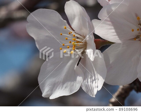 櫻花特寫(櫻馬場公園的吉野櫻花樹) 櫻花特寫(櫻馬場公園的吉野櫻花樹) 89108696